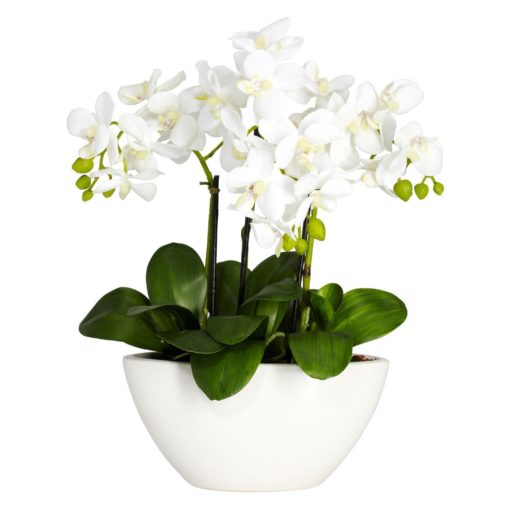 The Loveliness Of Orchids